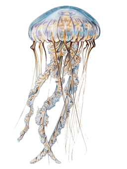 Bioluminescent jellyfish